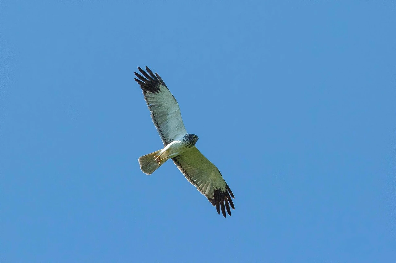 青空を翼を広げて飛ぶ一羽の鳥